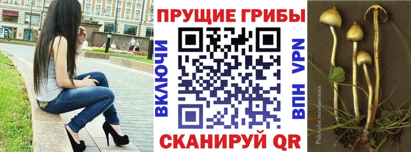 закладки  Грайворон  Галлюциногенные грибы Psilocybe 